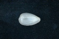 藏品(臺灣穀米螺)的圖片